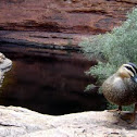 Pacific black duck 