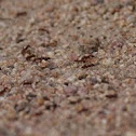 Large red ants