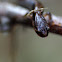 Dunn's Salamander