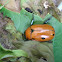 Grapevine Beetle