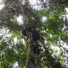 Maripa Palm