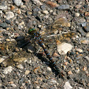 Lake Darner