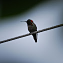 Anna's Hummingbird