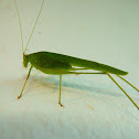 Leaf Katydid