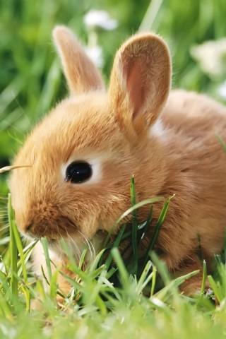 Lovely Bunny Wallpaper