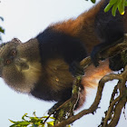 Golden Monkey
