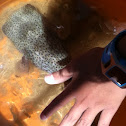 Pufferfish
