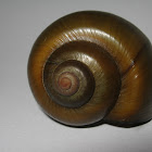 Snail