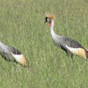 Grey crowned crane