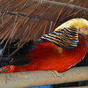 Golden pheasant