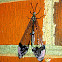 Antlion