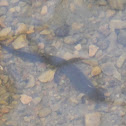 Dusky Salamander