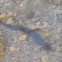 Dusky Salamander