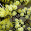 Spreadng Wattle 