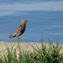 Brewer's Blackbird (female)