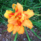 Daylily (triple bloom)