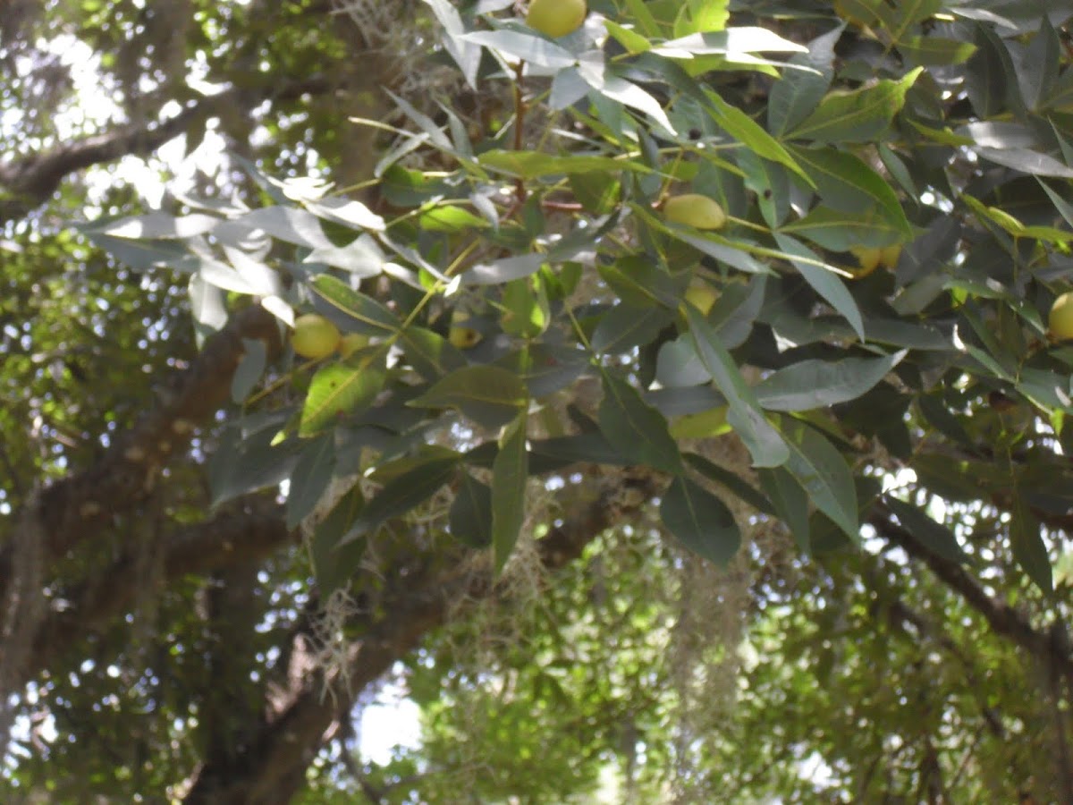 Hickory Nuts