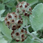 Woolly butterflybush