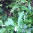 Unknown spotting