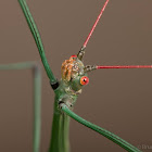 Necrosciinae sp. "Bach Ma"