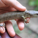 Pink-Tongued Skink