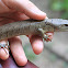Pink-Tongued Skink