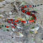 serpiente de coral