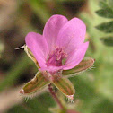 COMMON CROWFOOT Common Storkbill; Common Herons-bill