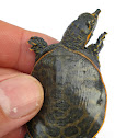 Soft Shell Turtle