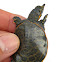 Soft Shell Turtle