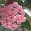 japanese hoya