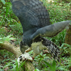 Harpy Eagle