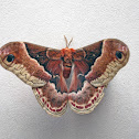 Prometheus Moth (female)