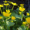 Yellow Marsh Marigold