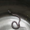 wolf snake