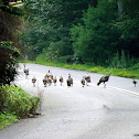 Wild Turkey