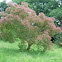 Árbol del humo o de las pelucas. Smoketree