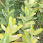 Common Milkweed