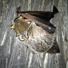 Hoary Bat