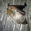 Hoary Bat