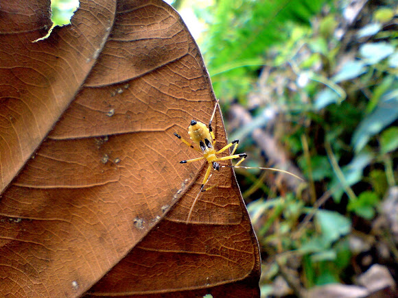 Spotting Image 1