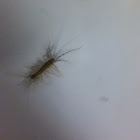 House centipede
