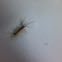 House centipede
