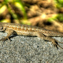 Fence Lizard