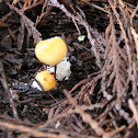 Questionable Stropharia