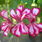 Pelargonium