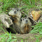 Groundhogs