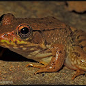 Green Frog
