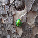 Asian Jewell bug, or Shield bug