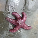 Ochre Sea Star